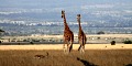 Mountkenyagiraffe_120x60